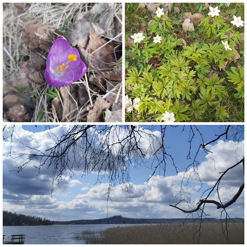 Heräävä luonto mökeillä, Hollola, Lahden seutu