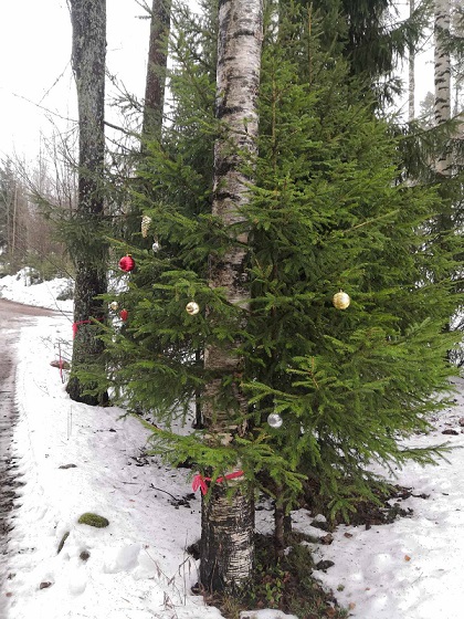 Joulukuusi vuokramökin pihalla